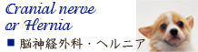 港区港南・品川エリアの動物病院　芝浦港南動物病院の画像　脳神経外科・椎間板ヘルニア