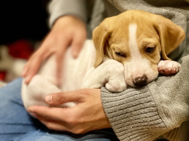 動物病院でペットのケア