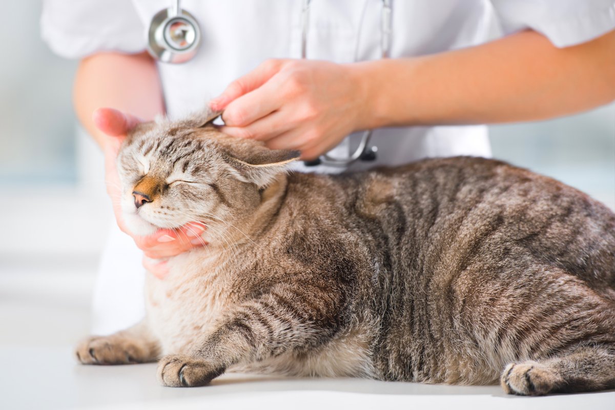 猫の耳を診察する獣医