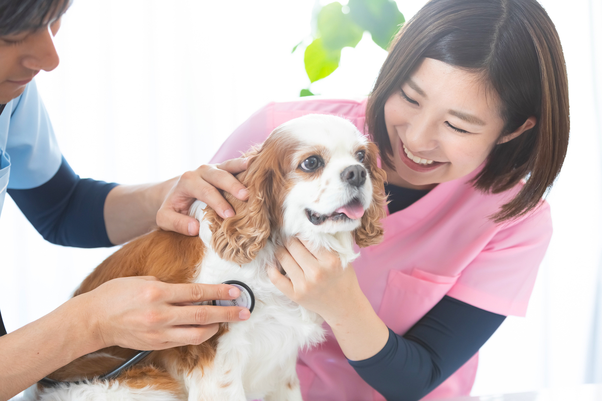 獣医 犬と猫の診断と治療 動物病院 - 本